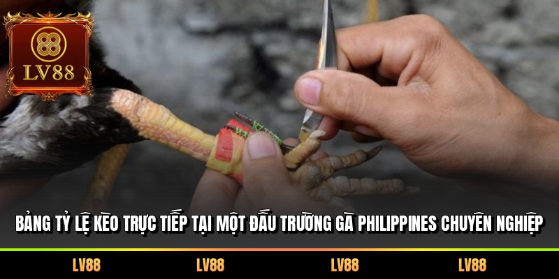 Bảng tỷ lệ kèo trực tiếp tại một đấu trường gà Philippines chuyên nghiệp