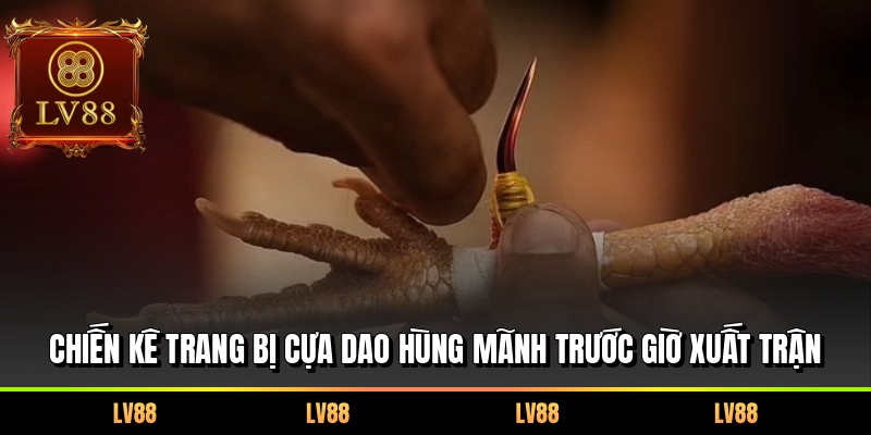 Chiến kê trang bị cựa dao hùng mãnh trước giờ xuất trận