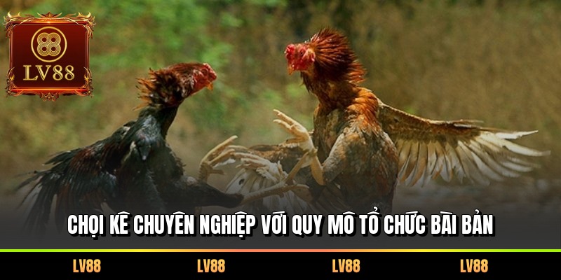 Chọi kê chuyên nghiệp với quy mô tổ chức bài bản