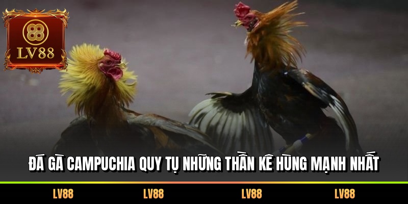 Đá gà Campuchia quy tụ những thần kê hùng mạnh nhất