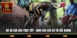 Đá Gà Cựa Dao Trực Tiếp – Đỉnh Cao Của So Tài Đối Kháng