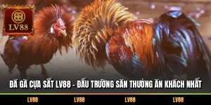 Đá Gà Cựa Sắt LV88 – Đấu Trường Săn Thưởng Ăn Khách Nhất