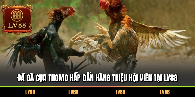 Đá gà cựa Thomo hấp dẫn hàng triệu hội viên tại LV88