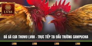 Đá Gà Cựa Thomo LV88 – Trực Tiếp Tại Đấu Trường Campuchia