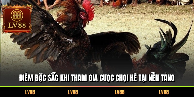 Điểm đặc sắc khi tham gia cược chọi kê tại nền tảng