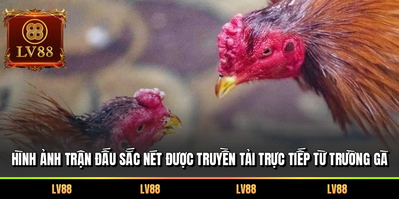 Hình ảnh trận đấu sắc nét được truyền tải trực tiếp từ trường gà