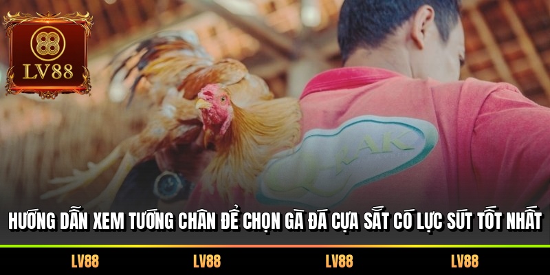 Hướng dẫn xem tướng chân để chọn gà đá cựa sắt có lực sút tốt nhất