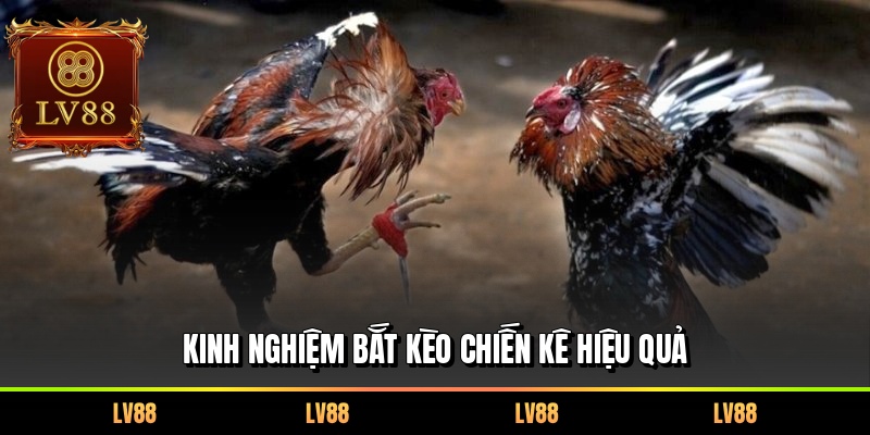 Kinh nghiệm bắt kèo chiến kê hiệu quả