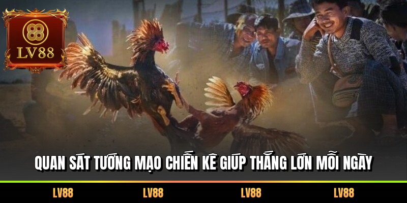 Quan sát tướng mạo chiến kê giúp thắng lớn mỗi ngày