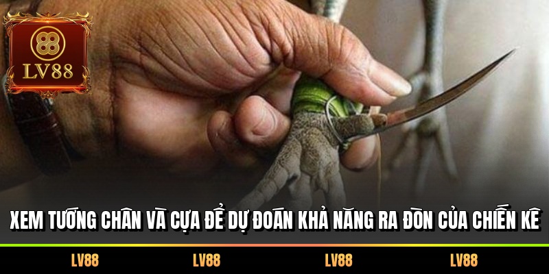 Xem tướng chân và cựa để dự đoán khả năng ra đòn của chiến kê